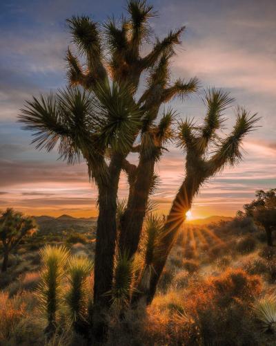 Joshua Tree, California, USA