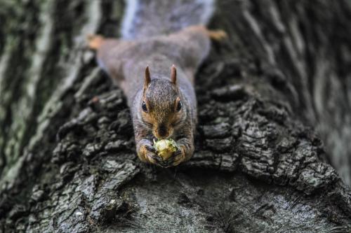 Backyard squirrel