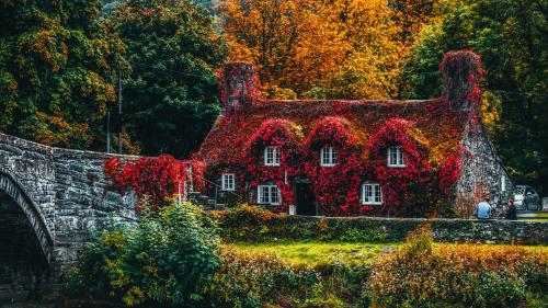 House Covered With Red Flowering Plant