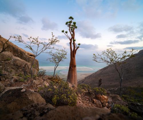 Socotrian bottle tree with deep red bark