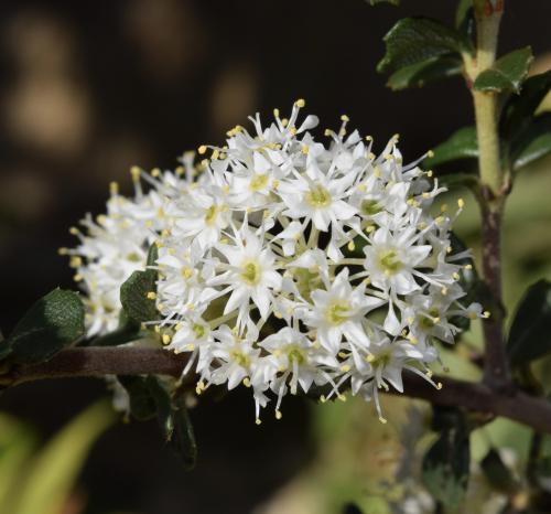 Ceanothus rigidus ‘Snowball’