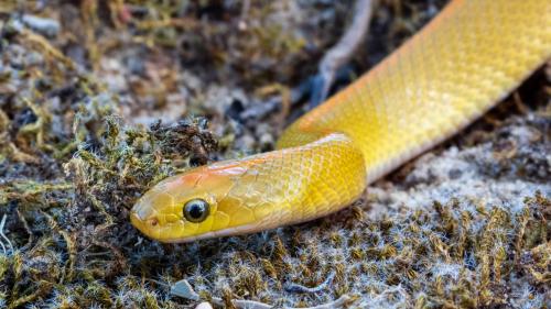 Aurora House Snake