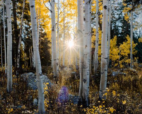 Fall colors, Kebler Pass, CO