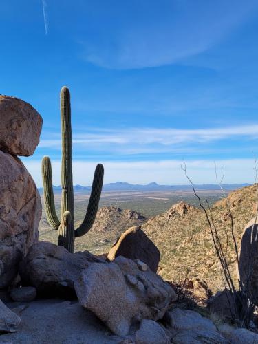 Watching over the valley, Saguaro National Park, AZ
