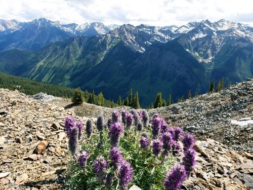 Wild Flowers on Eagle Eye Peak, Banff National Park, Canada