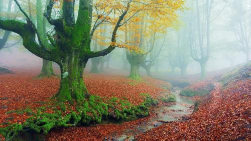 Otzarreta Forest Spain