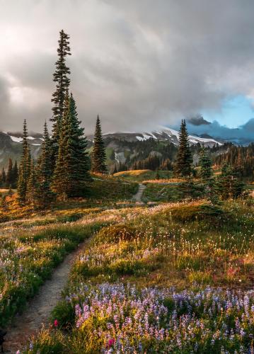 Mount Rainier National Park. 2151 x 3000 