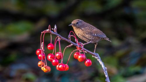 It's Mommy Sparrow's Berry Twig Now!