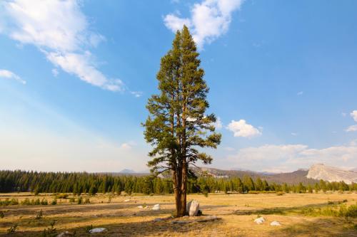 A lonely giant in the middle of the Tuolumne Meadows, Yosemite, CA