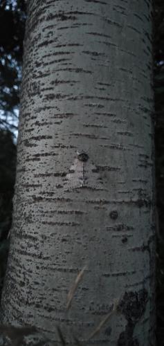 1908×4032. Beautifully disguised moth, on the trunk of a quaking aspen. Central Alberta, Canada