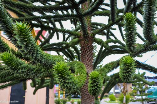 By far my favorite tree on my travels in South America. The Chilean Pine [Araucaria araucana].