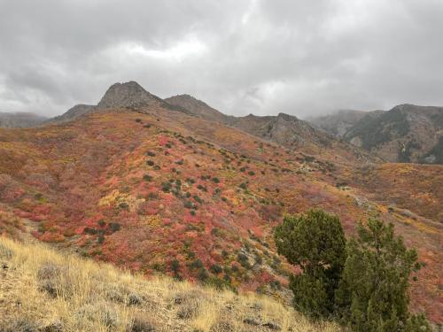 Fall foliage near Thurston Peak, Utah
