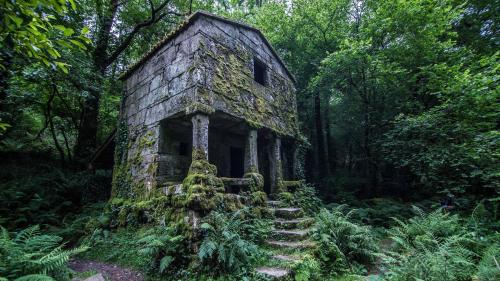 Stone house, forest, nature, Abandoned