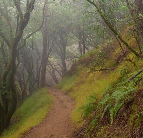 Foggy Morning in Muir Woods, CA  @photologlogy