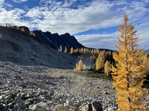 The larches at Frosty Mountain, BC
