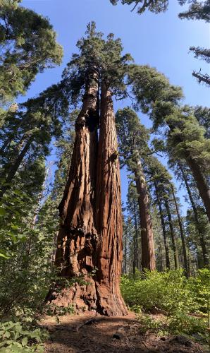 Calaveras Big Trees State Park in CA