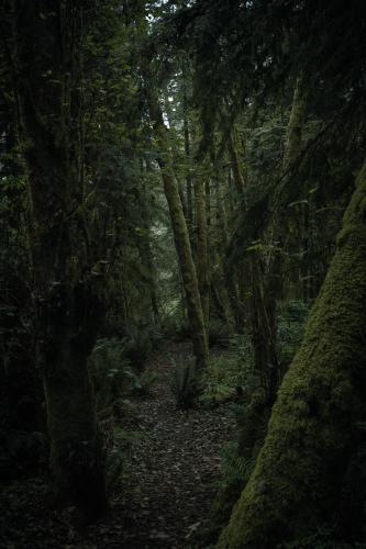 Moss covered conifers in a coastal temperate rainforest, Oregon
