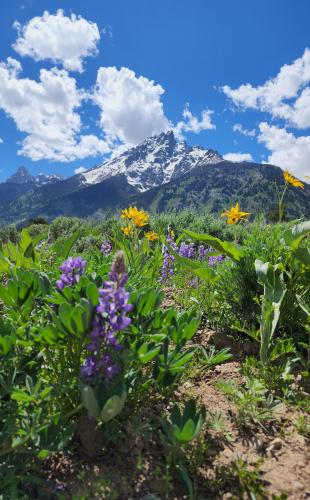 A Teton with flowers. 2477 x 4000