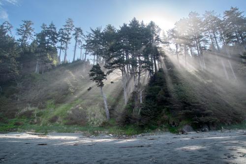 Rays of light through coastal pines in Washington