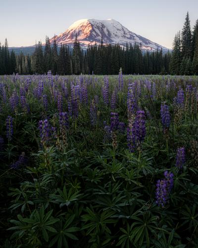 Muddy Meadows Mt. Adams National Forest.