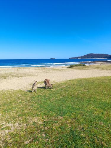 Depot Beach , NSW Australia , South Coast. Yuin country 🖤💛❤️