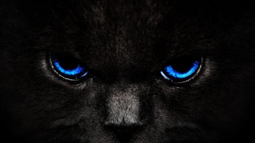 Green Eye Black Cat  Wallpaper