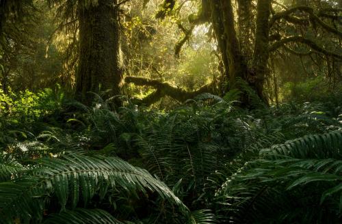 Old growth trees in southern Vancouver Island