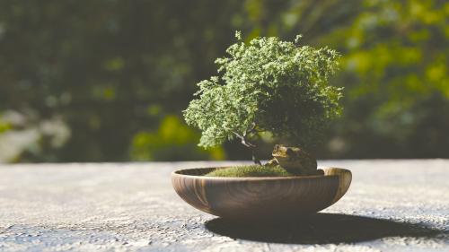 Bonsai Tree under Sunlight