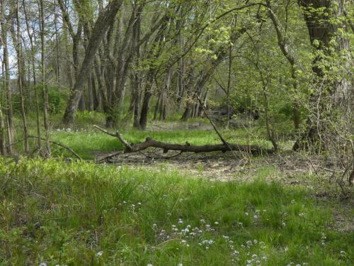 The wetlands of Sheffield, Massachusetts