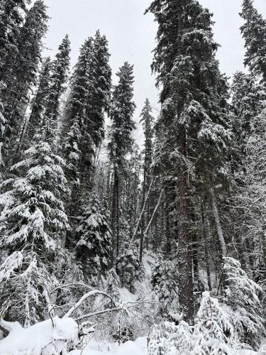 winter colours in the mischinsinlika forest, northern british columbia, canada