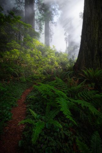 Around The Bend | Redwood Natl Forest |