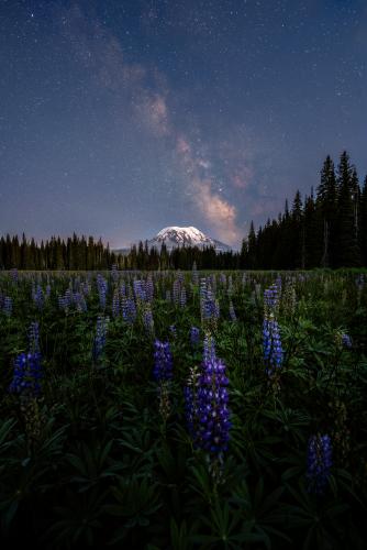 Mt. Adams National Forest. Washington State. Milky Way and Lupines.