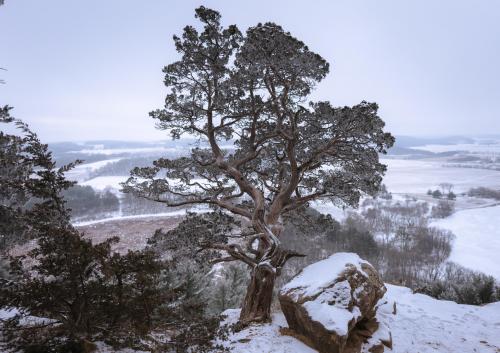 Frozen cliffside juniper, Gibraltar Rock, Wisconsin