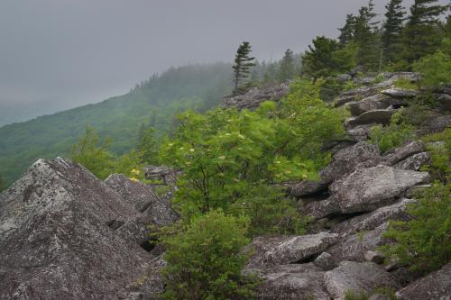 Mountaintop into the clouds, Roaring Plains Wilderness WV USA