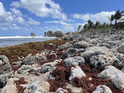 The rugged East coast of Barbados