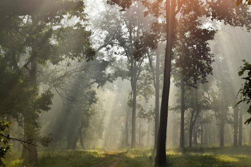 Central Indian Forests