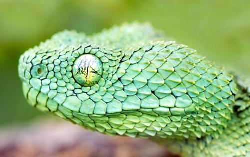 African Bush Viper