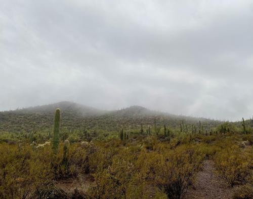 Saguaros in the Rain, Tucson, AZ