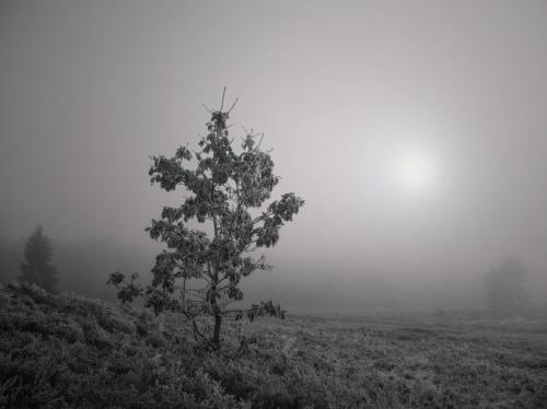 young oak in boarfrost, German Heathlands