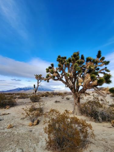 Mojave National Preserve, California, USA