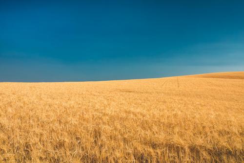 Fields of grain in Idaho