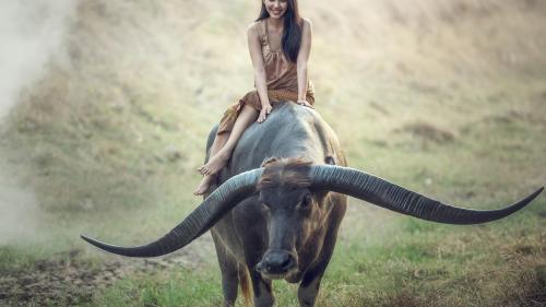 buffalo for desktop, girl, riding, grass, thailand