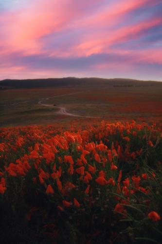 Poppy Reserve. Antelope Valley, CA