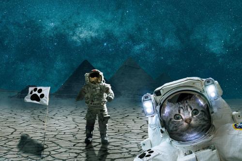 The world's first cat to reach Mars 😂😂🐱🐱