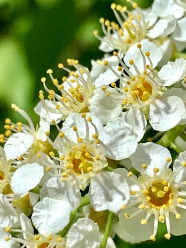 Common chokecherry