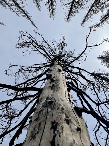 Tree in Waterton Lakes National Park, Canada