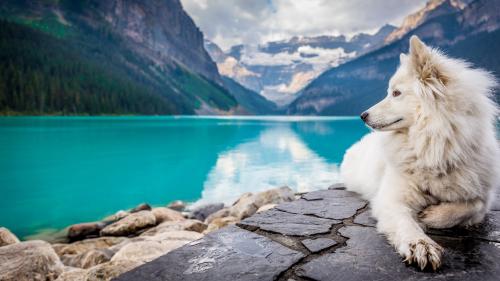 A Dog Enjoying the Peaceful Lake Scenery Wallpaper