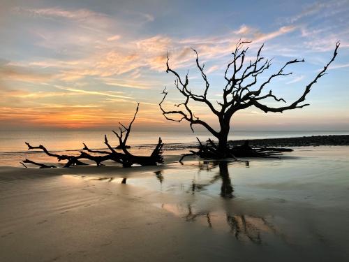 Driftwood Beach, Jekyll Island, GA