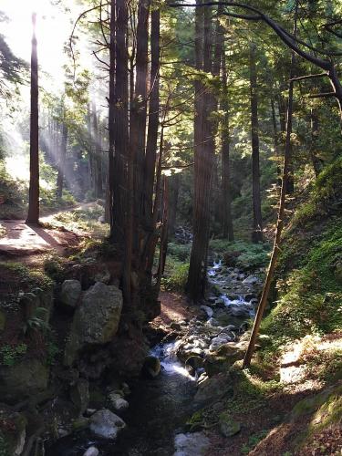 Sun beams filtering into a redwood forest, Big Sur, CA