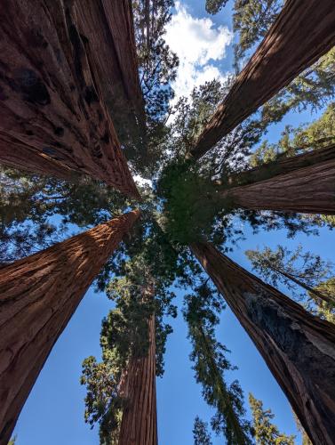 Sequoia National Park July 2022